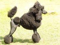 Poodle Standard thumbnail